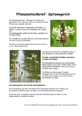 Pflanzensteckbrief-Spitzwegerich.pdf